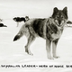 Illustration for article titled AWESOME DOGS ARE AWESOME